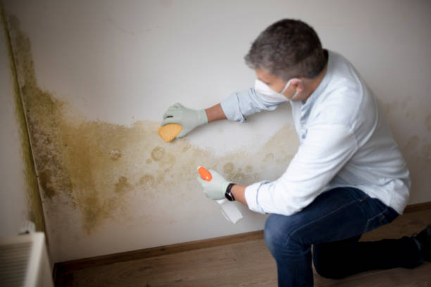 Best Mold Prevention Services  in Des C, AR